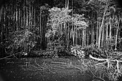 溜池