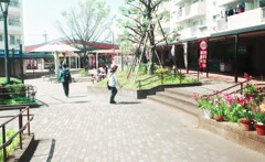 コロナ禍の下、桜咲く