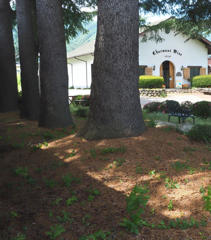 小さなワイナリー