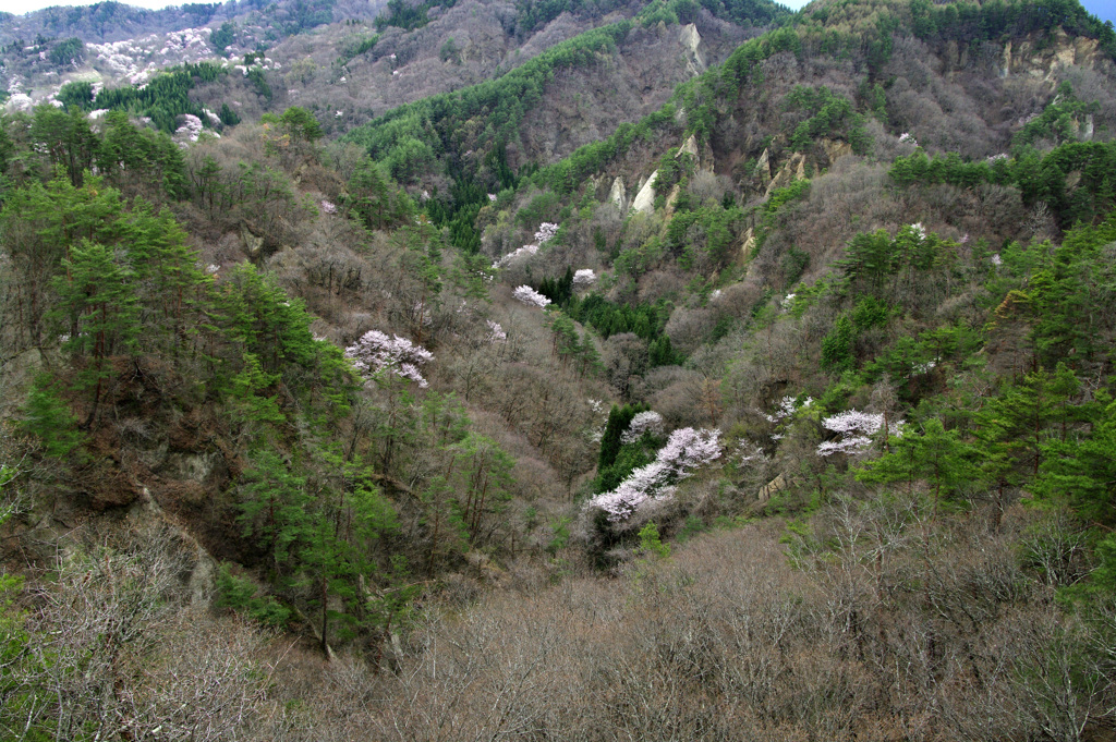 桜の郷