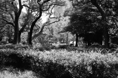 ローライ in 日比谷