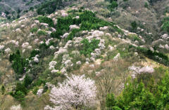 桜の郷