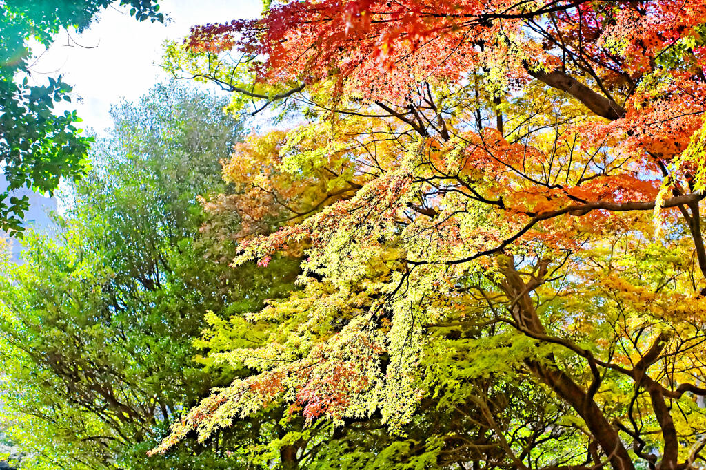 有栖川宮記念公園の紅葉