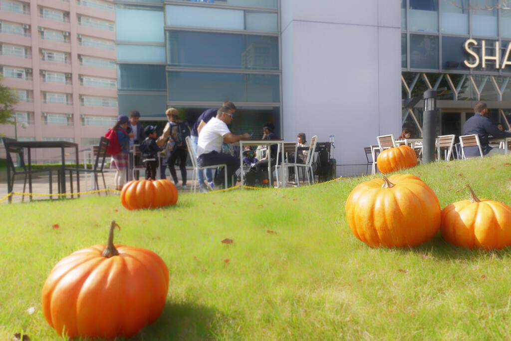 カボチャの名産地