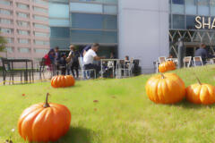 カボチャの名産地