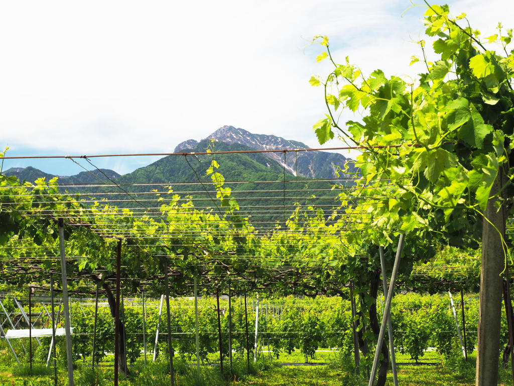 小さなワイナリー