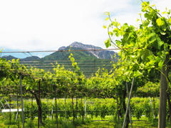 小さなワイナリー