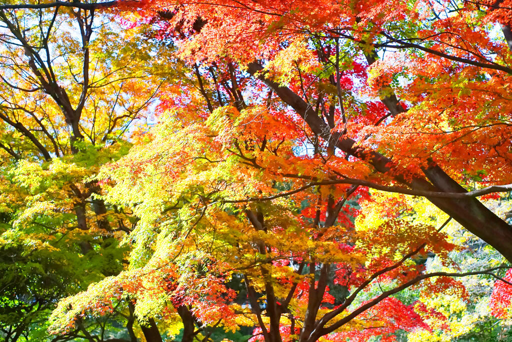 有栖川宮記念公園の紅葉