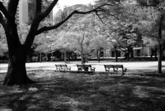 ローライ in 日比谷