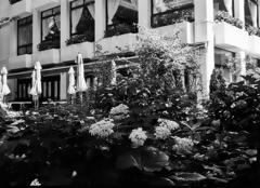 ローライ in 日比谷