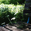 botanical cafe
