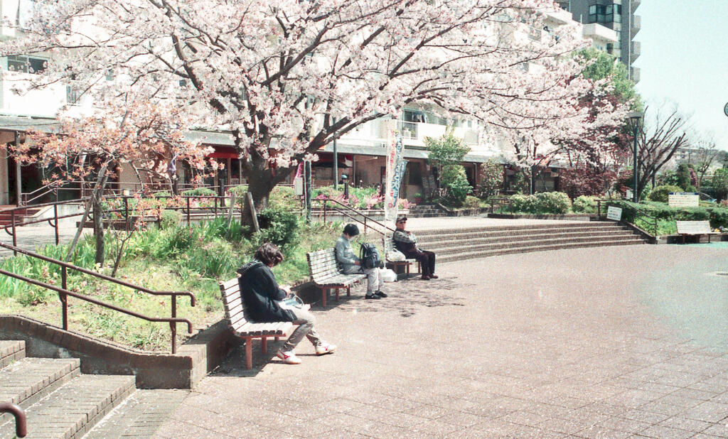 コロナ禍の下、桜咲く