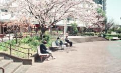 コロナ禍の下、桜咲く