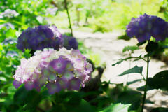 紫陽花