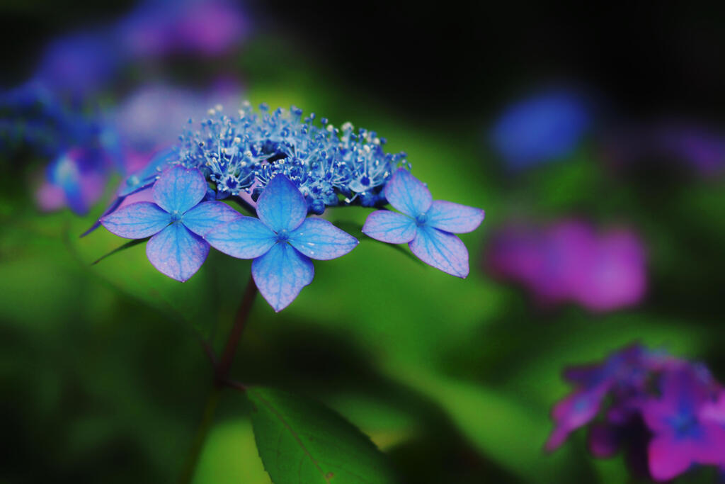 季節の花々