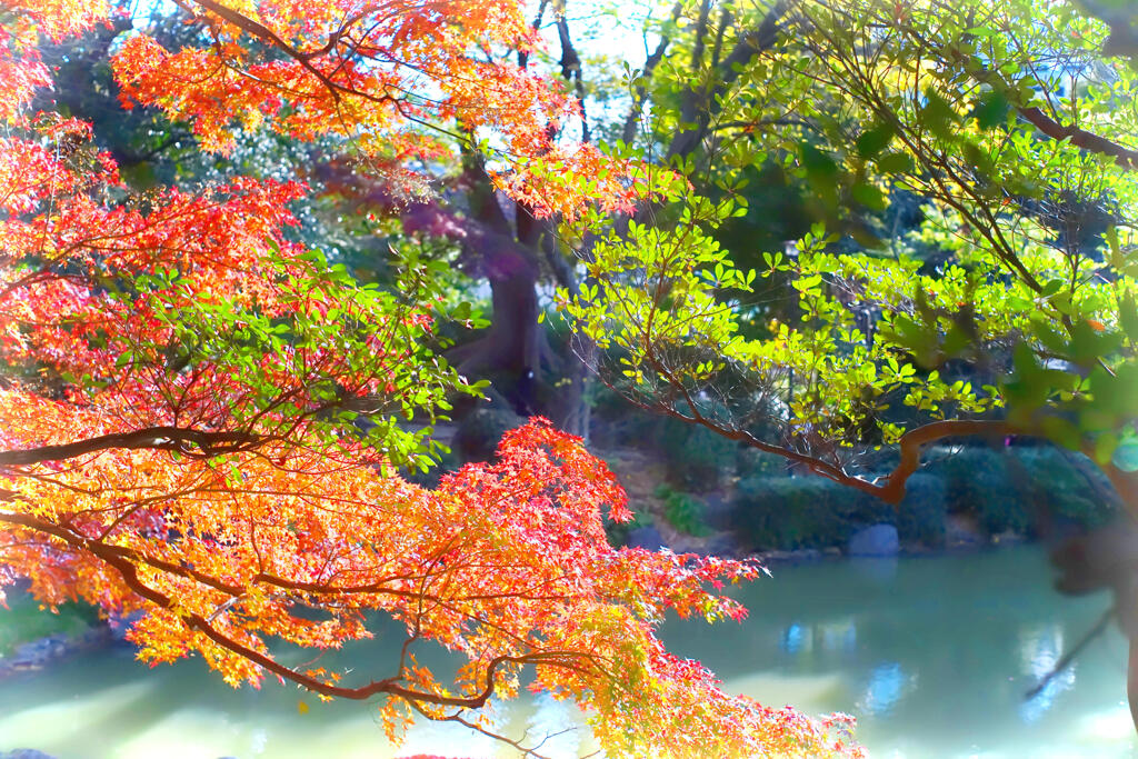 有栖川宮記念公園の紅葉