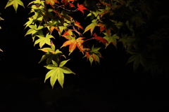 夜紅葉