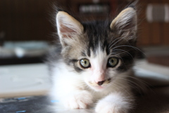 家族になった日