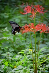 彼岸花と黒蝶