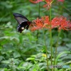 彼岸花と黒蝶