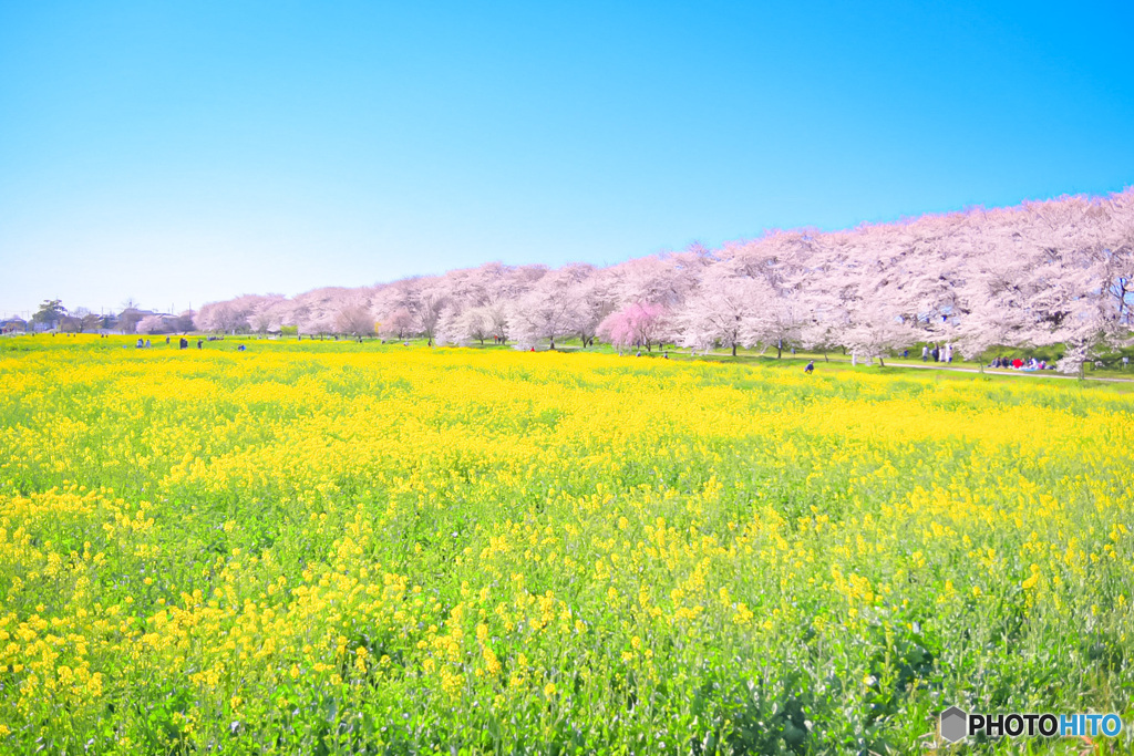 春の花に癒されよう♪