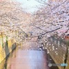 目黒川の桜