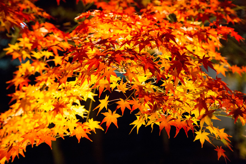 紅葉映え
