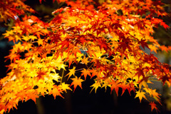 紅葉映え
