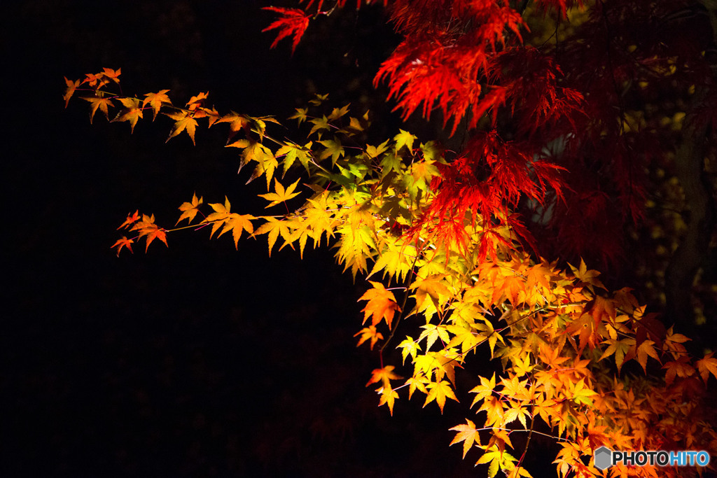 永観堂虹色紅葉