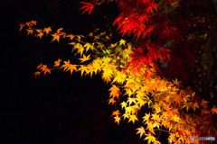 永観堂虹色紅葉