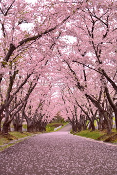 桜のトンネル