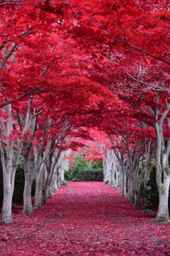 紅葉のトンネル