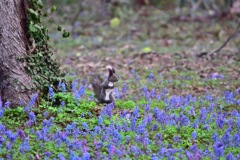 カタクリとエゾエンゴサクとエゾリスくん