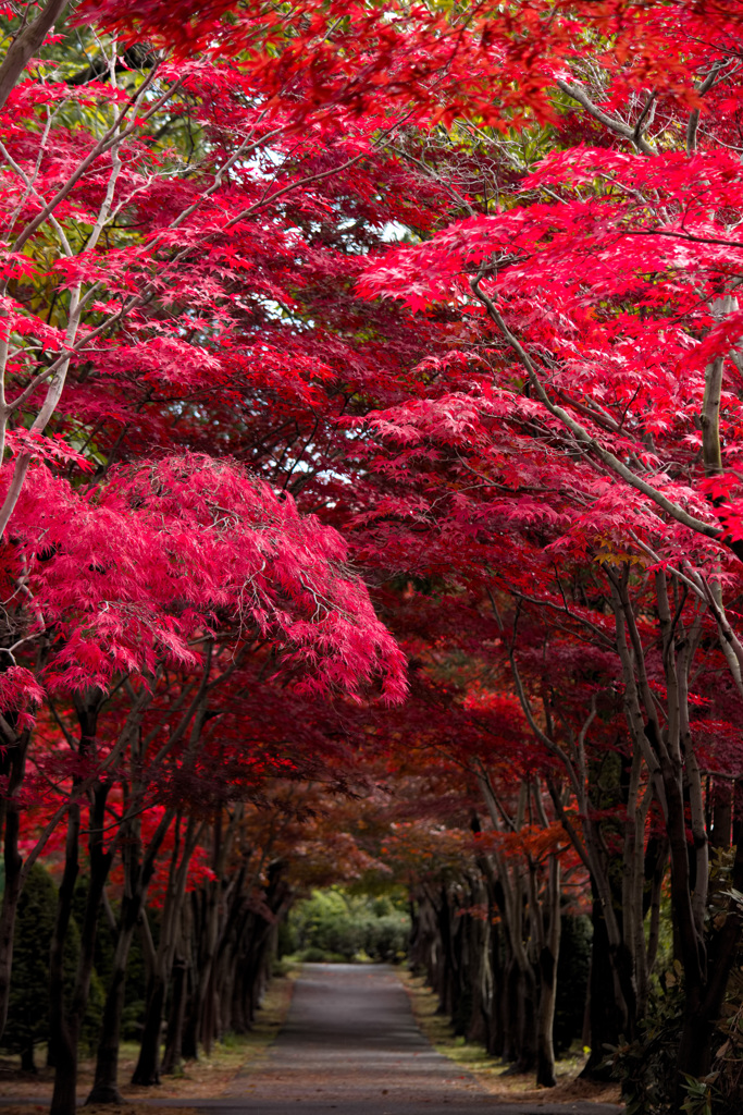 紅葉のトンネル