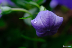 梅雨入りしました