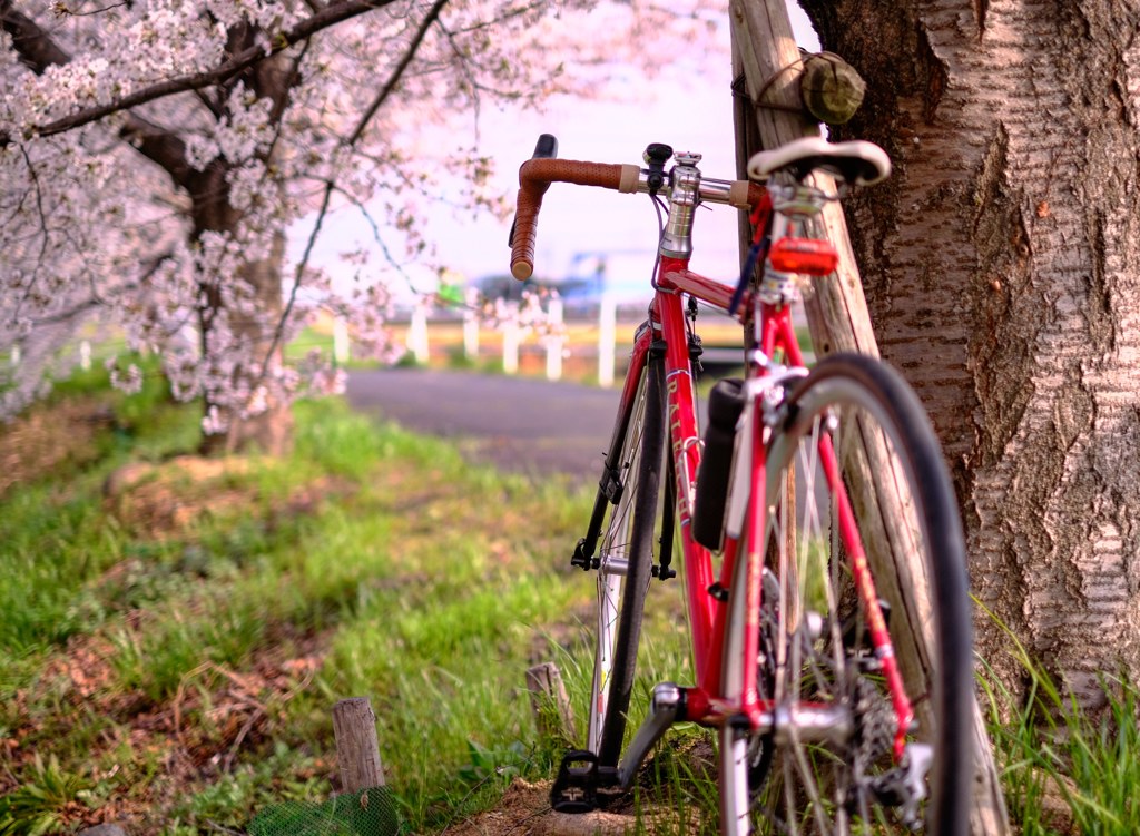 桜と自転車