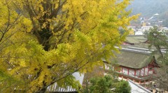 銀杏越しからの厳島神社