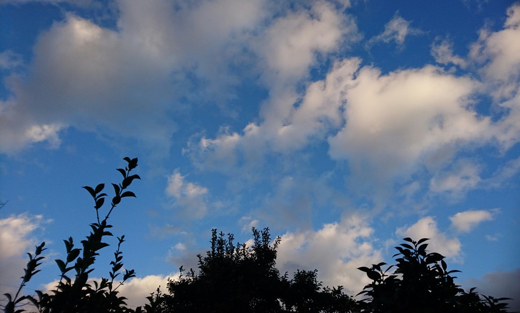 草木越しからの空