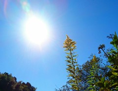 sunshine
