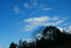 樹木越しからの空２