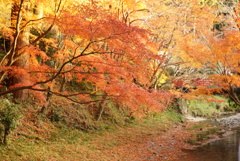 小國神社の紅葉1
