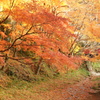 小國神社の紅葉1