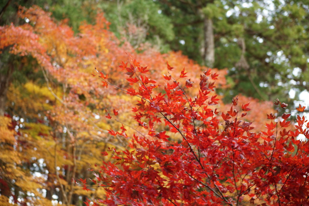 小國神社の紅葉2