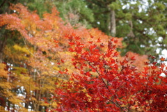 小國神社の紅葉2