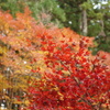 小國神社の紅葉2