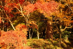小國神社の紅葉4