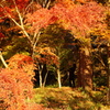 小國神社の紅葉4