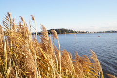 佐鳴湖散歩1