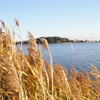 佐鳴湖散歩1
