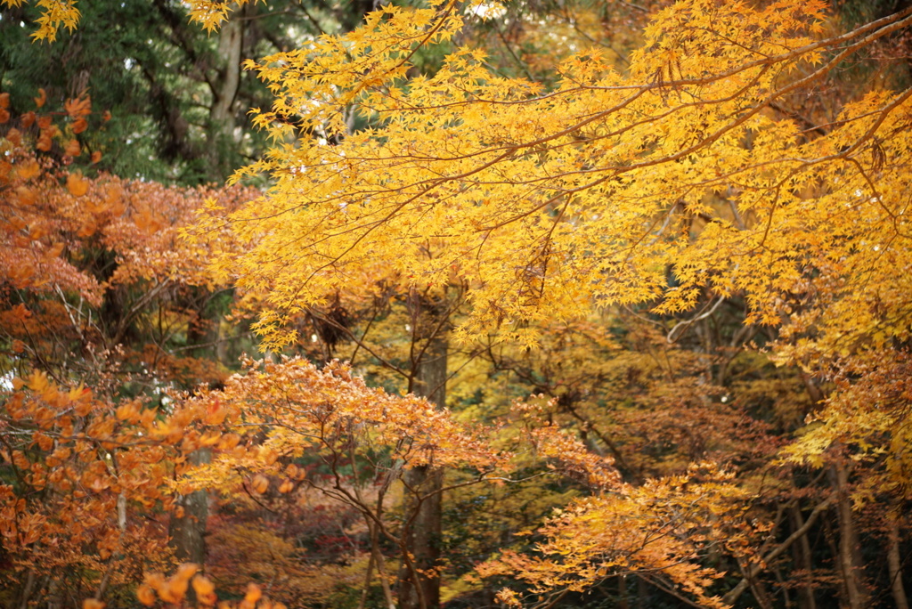 小國神社の紅葉